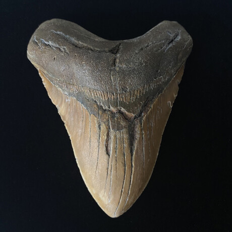 5.12" Beautiful Brown Megalodon Tooth