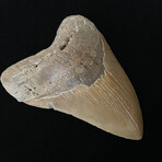 5.61" High Quality Serrated Megalodon Tooth