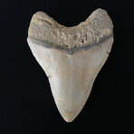 4.84" Megalodon Tooth