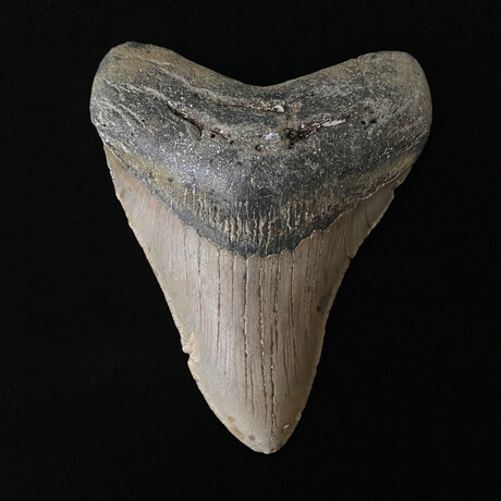 4.59" Megalodon Tooth