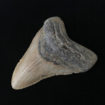4.59" Megalodon Tooth
