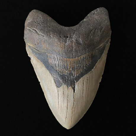 5.72" Serrated Megalodon Tooth