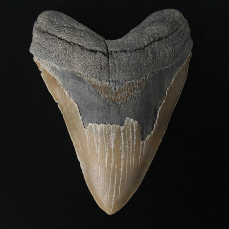 5.91" Massive High Quality Serrated Megalodon Tooth