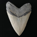 5.76" High Quality Serrated Megalodon Tooth