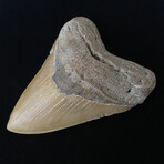 5.61" High Quality Serrated Megalodon Tooth