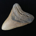 4.95" High Quality Megalodon Tooth