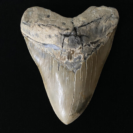 6.04" Incredible Massive Serrated Megalodon Tooth