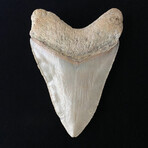 5.16" Beautiful Serrated Megalodon Tooth