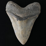 5.86" Massive Serrated Megalodon Tooth