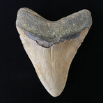 4.95" High Quality Megalodon Tooth