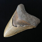 5.81" Massive High Quality Serrated Megalodon Tooth