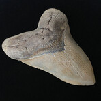 5.80" Massive High Quality Megalodon Tooth