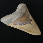 5.81" Massive High Quality Serrated Megalodon Tooth