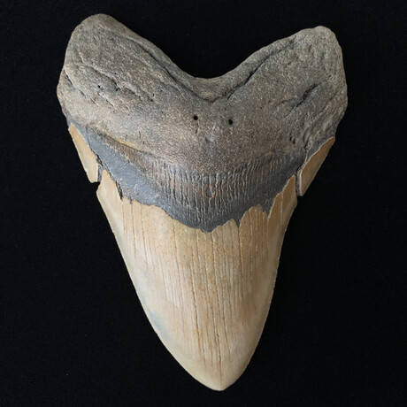 5.76" High Quality Serrated Megalodon Tooth
