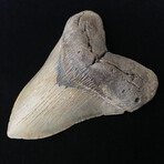 5.80" Massive High Quality Megalodon Tooth