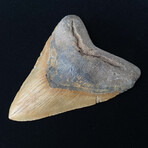 5.57" Huge Megalodon Tooth