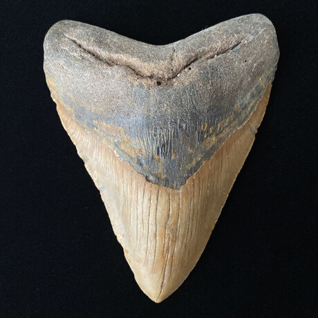 5.57" Huge Megalodon Tooth