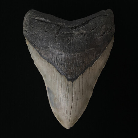 5.26" Serrated Megalodon Tooth