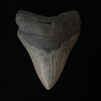 4.91" High Quality Serrated Megalodon Tooth
