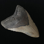 5.26" Serrated Megalodon Tooth
