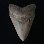 5.19" Serrated Megalodon Tooth