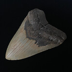 5.13" Serrated Megalodon Tooth