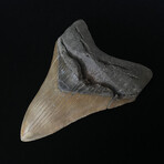 4.92" Serrated Lower Megalodon Tooth