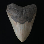 5.13" Serrated Megalodon Tooth
