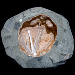 Scolecite And Heulandite In Basalt