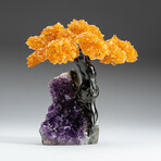 Medium Genuine Citrine Clustered Gemstone Tree on Amethyst Matrix // The Money Tree