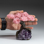 Medium Genuine Rose Quartz Clustered Gemstone Tree on Amethyst Matrix  // The Love Tree