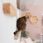 Oblong // Clear Floating Cat Shelf (23.5 inch)