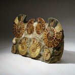 Genuine Natural Ammonite Clustered Tower