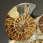 Genuine Natural Ammonite Clustered Tower
