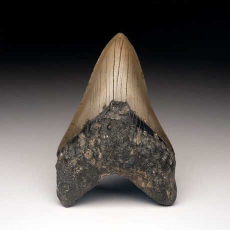 Megalodon Tooth // Ver. 2
