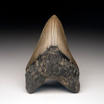 Megalodon Tooth // Ver. 2