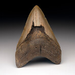 Megalodon Tooth // Ver. 3