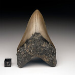 Megalodon Tooth // Ver. 2