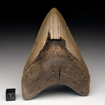 Megalodon Tooth // Ver. 3