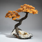 The Calming Tree // Massive Custom Citrine Clustered Gemstone Tree on Citrine Matrix