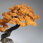The Calming Tree // Massive Custom Citrine Clustered Gemstone Tree on Citrine Matrix