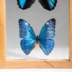 3 Genuine Blue Morpho Butterflies // Natural Display Frame