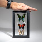 3 Genuine Peruvian Butterflies // Black Display Frame