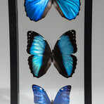 3 Genuine Blue Morpho Butterflies // Black Display Frame