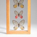 3 Genuine Glasswing Butterflies // Natural Display Frame