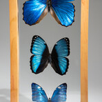 3 Genuine Blue Morpho Butterflies // Natural Display Frame