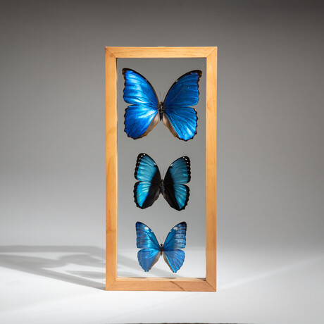 3 Genuine Blue Morpho Butterflies // Natural Display Frame