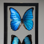 3 Genuine Blue Morpho Butterflies // Black Display Frame