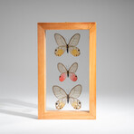 3 Genuine Glasswing Butterflies // Natural Display Frame