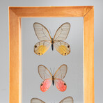 3 Genuine Glasswing Butterflies // Natural Display Frame